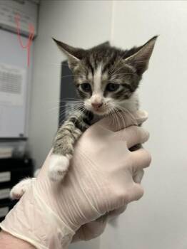 Sara -  Domestic Short Hair Cat for Adoption in West Chester, Pennsylvania - Sara | PetCurious