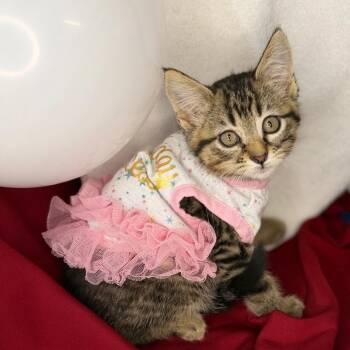 Becky -  Siberian and Maine Coon Cat for Adoption in Mount Vernon, Illinois - Becky | PetCurious