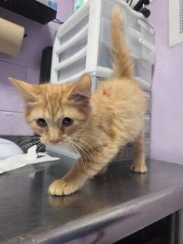61523771 -  Domestic Short Hair Cat for Adoption in El Paso, Texas - 61523771 | PetCurious