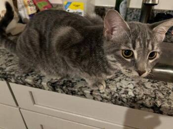French Fry or "Fry" -  Domestic Short Hair Cat for Adoption in Harrisburg, Pennsylvania - French Fry Or "Fry" | PetCurious