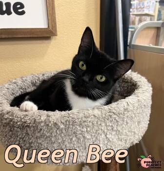 Domestic Short Hair Cats Available for Adoption - Queen Bee | PetCurious