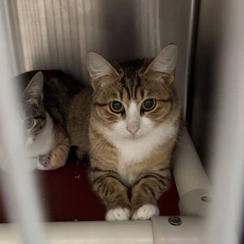 Domestic Short Hair Cats Available for Adoption - JOYCE | PetCurious