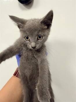GANGLE - NEEDS FOSTER -  Domestic Short Hair Cat for Adoption in Ontario, California - GANGLE - NEEDS FOSTER | PetCurious