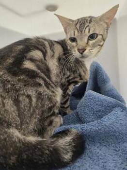 Mitchell -  Domestic Short Hair Cat for Adoption in Roseville, California - Mitchell | PetCurious