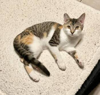 Torbie Cats Available for Adoption - Lucy  | PetCurious