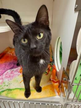 Domestic Short Hair Cats Available for Adoption in Johnson City, Tennessee - Carrie (Tamrack) | PetCurious