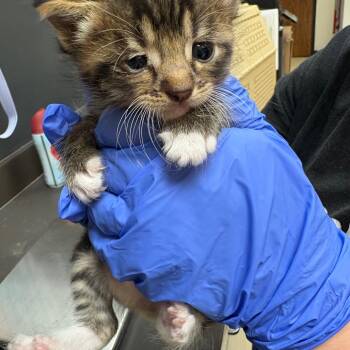 Day-O 3781 -  Domestic Short Hair Cat for Adoption in Columbus, Georgia - Day-O 3781 | PetCurious
