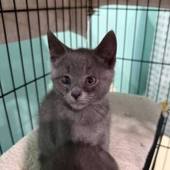 Popeye the Sailor Man -  Domestic Short Hair Cat for Adoption in Marion, Virginia - Popeye The Sailor Man | PetCurious