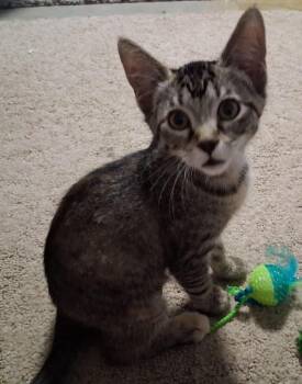 Akela -  Domestic Short Hair Cat for Adoption in Gillette, Wyoming - Akela | PetCurious