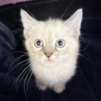 Tea -  Domestic Short Hair Cat for Adoption in Des Moines, Iowa - Tea | PetCurious