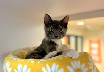 Carina (bonded with Vela) -  Domestic Short Hair Cat for Adoption in Oakland, California - Carina (bonded With Vela) | PetCurious