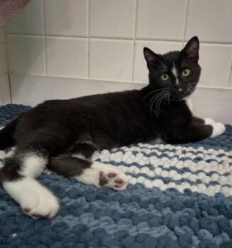 Thunderbolt -  Domestic Short Hair Cat for Adoption in Tucson, Arizona - Thunderbolt | PetCurious