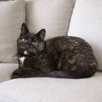 Domestic Short Hair Cats Available for Adoption - Shade | PetCurious