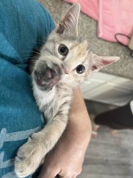 Rescue Domestic Short Hair and Calico Cats for Adoption in Glen Raven, North Carolina - MARSHMALLOW-ready In Nov/Dec | PetCurious