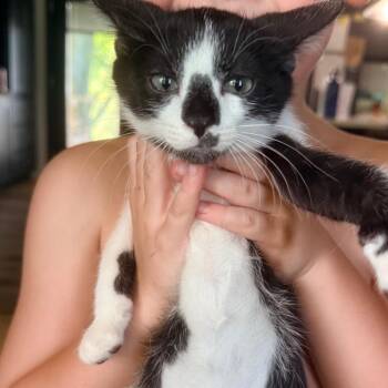 Skunk -  Domestic Short Hair Cat for Adoption in Kansas City, Missouri - Skunk | PetCurious