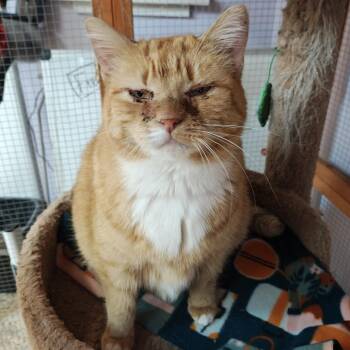 Domestic Short Hair Cats Available for Adoption - Salome | PetCurious