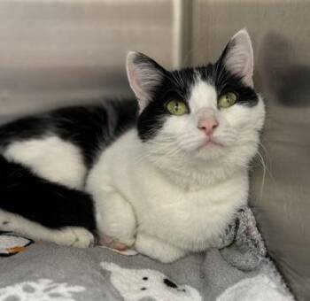 Domestic Short Hair Cats Available for Adoption in Orland Hills, Illinois - Tootsie | PetCurious