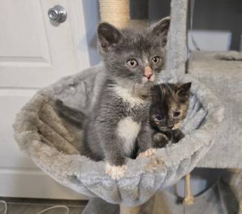 Domestic Short Hair Cats Available for Adoption in Greenville, North Carolina - Mickey | PetCurious