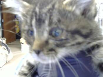 MONICA -  Domestic Short Hair Cat Available for Adoption in Albuquerque, New Mexico - MONICA | PetCurious