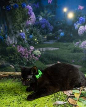 Domestic Short Hair Cats Available for Adoption - Tate | PetCurious