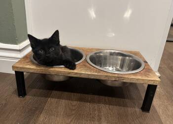 Morpheus -  Domestic Medium Hair Cat for Adoption in Riverside, California - Morpheus | PetCurious