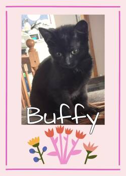 Buffy -  Domestic Short Hair Cat for Adoption in Valley City, North Dakota - Buffy | PetCurious