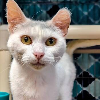 Lovey -  Domestic Short Hair Cat for Adoption in West Jefferson, Ohio - Lovey | PetCurious