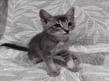 *TOM -  Domestic Medium Hair Cat for Adoption in Woodland, California - *TOM | PetCurious