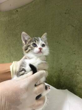 Domestic Short Hair Cats Available for Adoption in Riverside, California - BABY DAISY | PetCurious