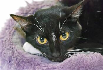 MONA -  Domestic Short Hair Cat for Adoption in Fort Lauderdale, Florida - MONA | PetCurious