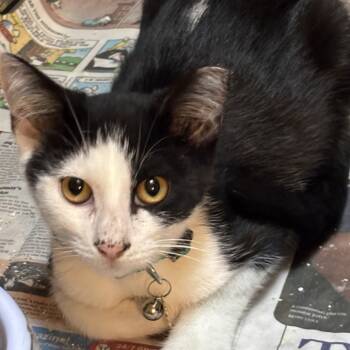 Rescue Domestic Short Hair Cats for Adoption in Union, Missouri - Gelb FC Nancy P | PetCurious