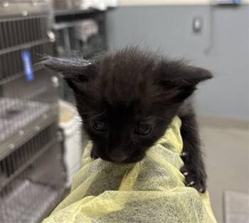 Domestic Short Hair Cats Available for Adoption in Las Vegas, Nevada - MULBERRY | PetCurious