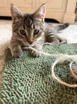 Emmy -  Domestic Short Hair Cat for Adoption in Omaha, Nebraska - Emmy | PetCurious