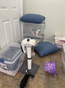 Cody -  Domestic Short Hair Cat for Adoption in Oviedo, Florida - Cody | PetCurious