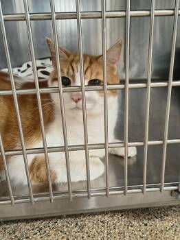 Tommy Tom -  Domestic Short Hair Cat for Adoption in Maryville, Tennessee - Tommy Tom | PetCurious
