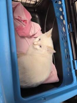 Apfel -  Siamese Cat for Adoption in Sacramento, California - Apfel | PetCurious