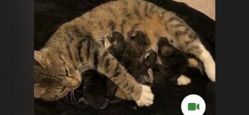 Domestic Short Hair Cats Available for Adoption in Randolph, Alabama - Maisie & 7 Kittens | PetCurious