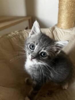 Tansy -  Domestic Short Hair Cat for Adoption in Wheaton, Illinois - Tansy | PetCurious