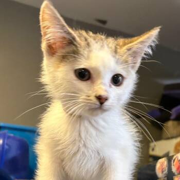 Domestic Short Hair Cats Available for Adoption in Fredericksburg, Virginia - R-truth | PetCurious