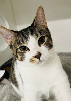 Rescue Domestic Short Hair Cats for Adoption in Savannah, Georgia - Fatty | PetCurious