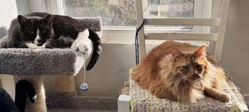 Rescue Domestic Long Hair and Domestic Short Hair Cats for Adoption in Woodstock, Connecticut - Jam & Skiddy- BONDED PAIR | PetCurious