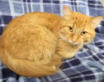 Bree -  Domestic Medium Hair Cat for Adoption in Thief River Falls, Minnesota - Bree | PetCurious