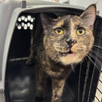 Lucious -  Domestic Short Hair Cat for Adoption in Des Moines, Iowa - Lucious | PetCurious