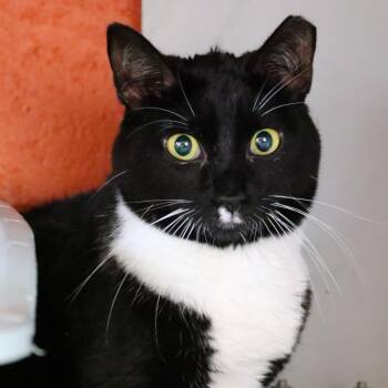Domestic Short Hair Cats Available for Adoption - Lia | PetCurious