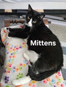 Rescue Domestic Short Hair Cats for Adoption in Zimmerman, Minnesota - Mittens | PetCurious