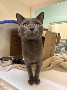 Sparta -  Domestic Short Hair Cat for Adoption in Vero Beach, Florida - Sparta | PetCurious