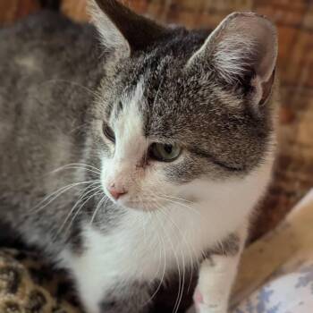 Domestic Short Hair Cats Available for Adoption in Madison, Wisconsin - Glorious | PetCurious