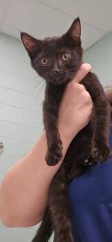 Stanley -  Domestic Short Hair Cat for Adoption in Athens, Tennessee - Stanley | PetCurious