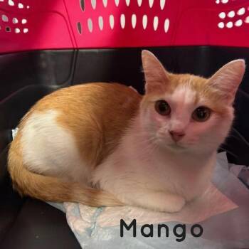 Mango -  Domestic Short Hair Cat for Adoption in New York, New York - Mango | PetCurious