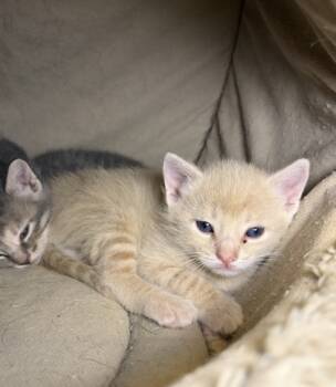 Rescue Domestic Short Hair Cats for Adoption in Burlington, Wisconsin - Yam | PetCurious